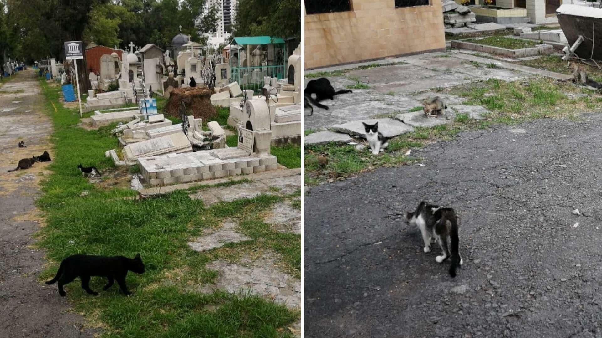 Ayuda para Esterilizar a 100 Gatitos Abandonados en el Panteón