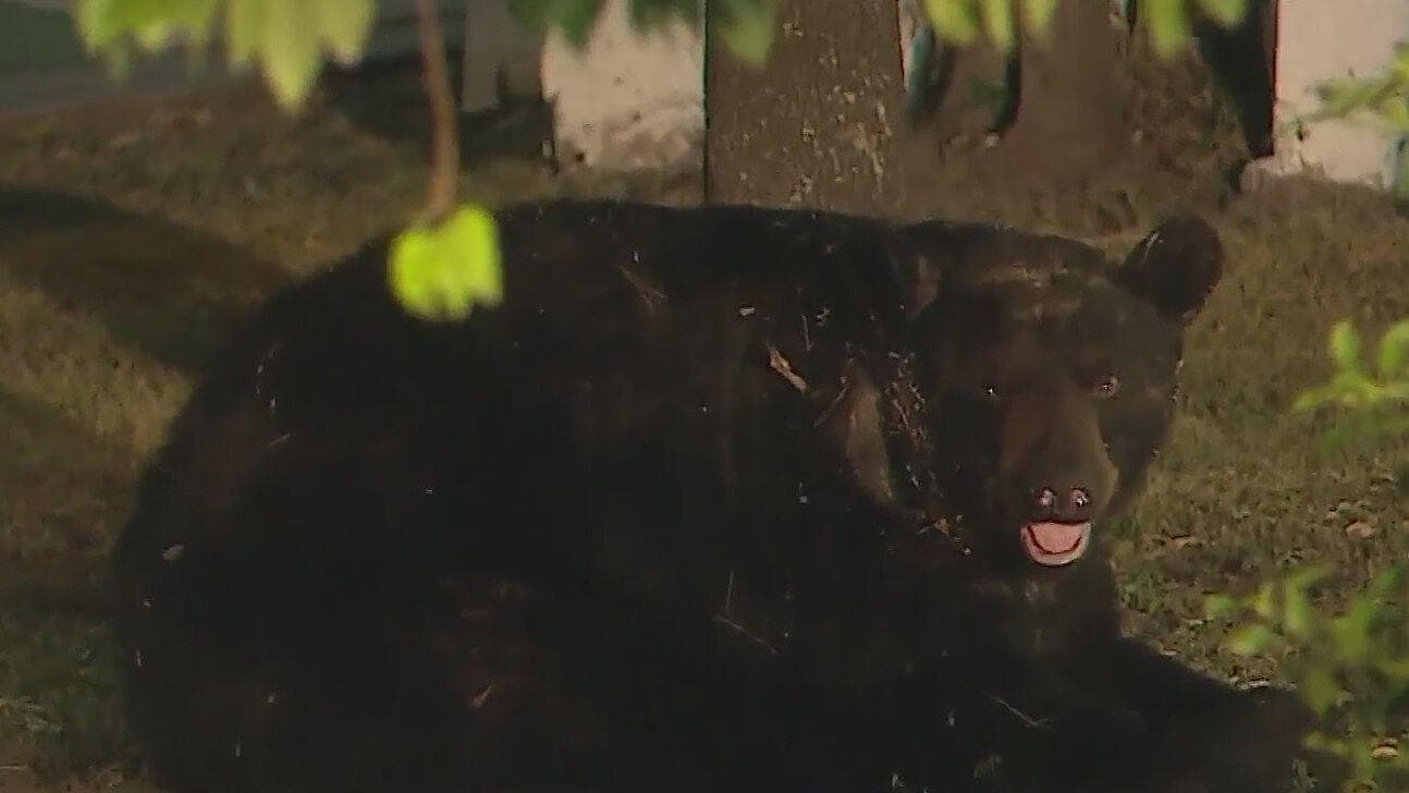 Busca Oso Comida en Sur de Monterrey