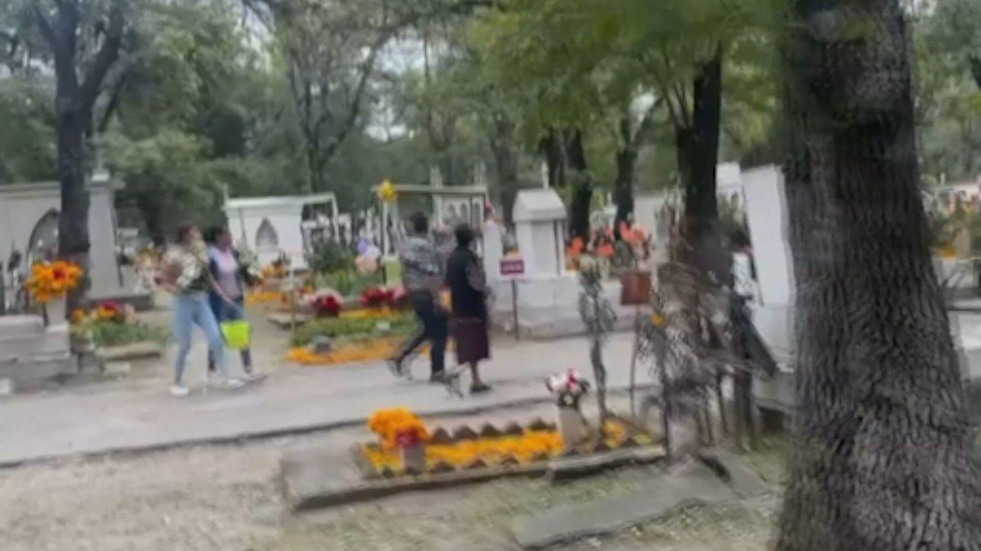 Familia Fue Atacada por Enjambre de Abejas en su Visita al Panteón