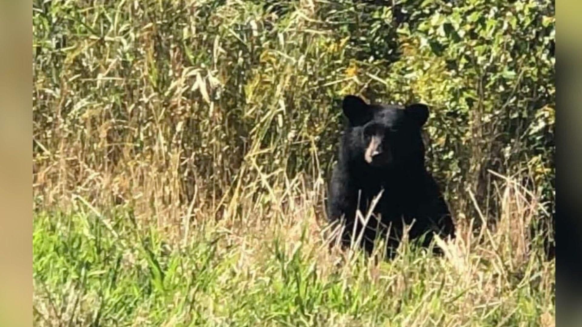 Captan a Oso Deambulando en Calvillo Aguascalientes; Aún no lo Localizan