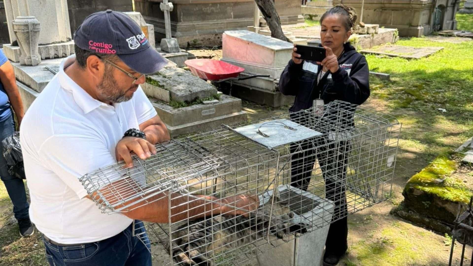 Esterilizan Decenas de Gatos que Viven Abandonados en el Panteón