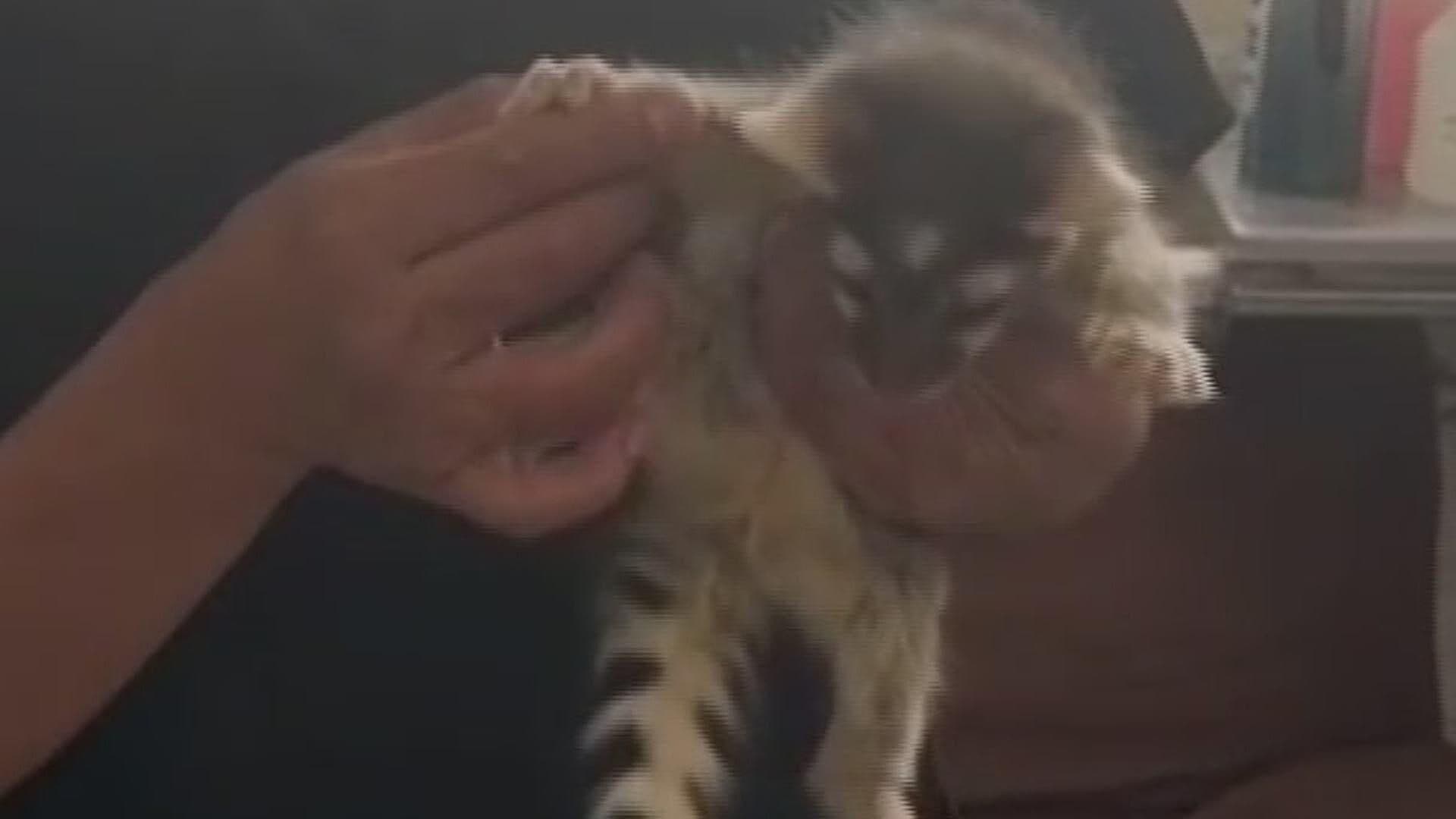 Aseguran Cacomixtle en la Alcaldía Venustiano Carranza, CDMX