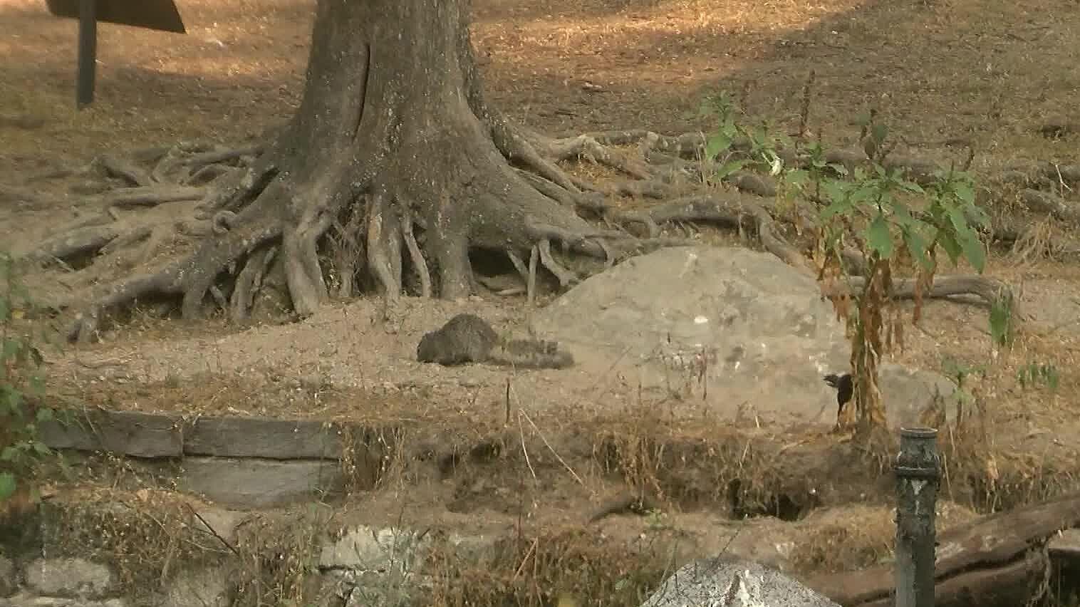 Permanece el Bosque Los Colomos en Jalisco como Patrimonio Ambiental