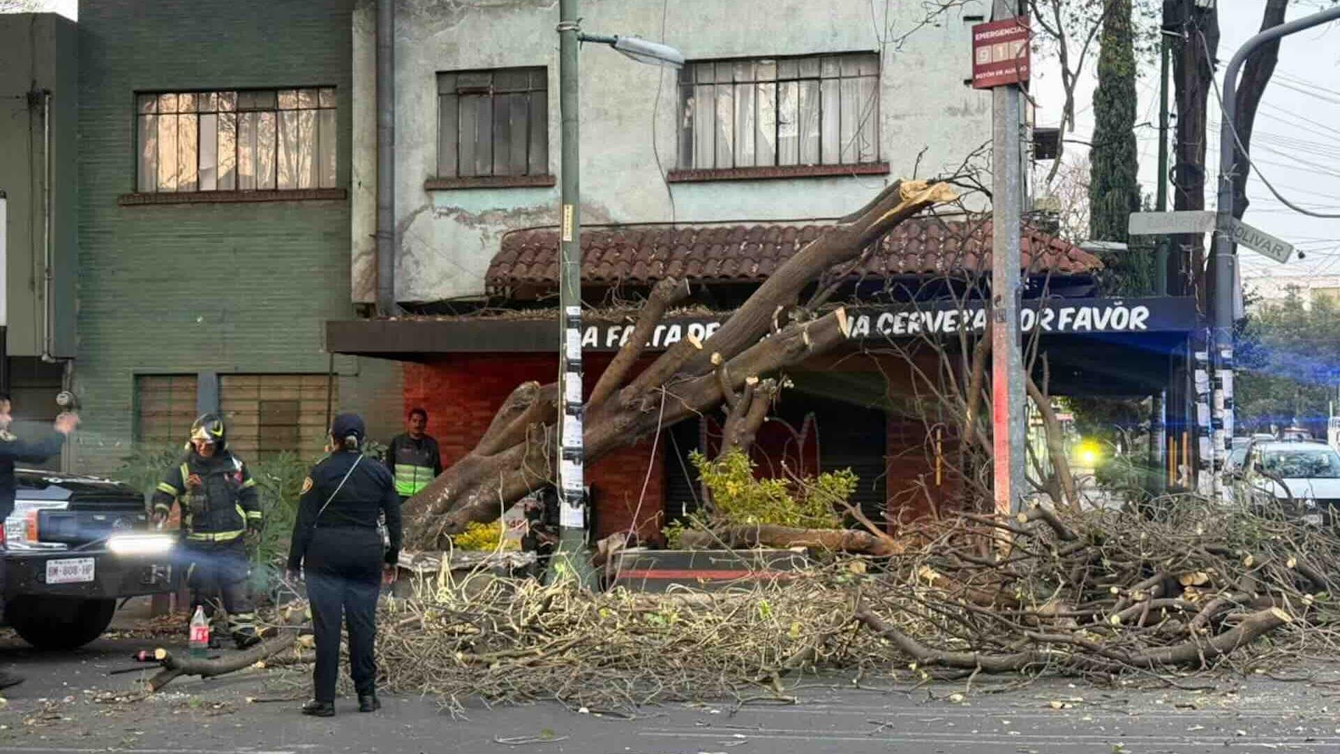 Árbol Cae en Alcaldía Benito Juárez y Derriba Cableado en Esquinas de Estafetas y Bolívar, CDMX