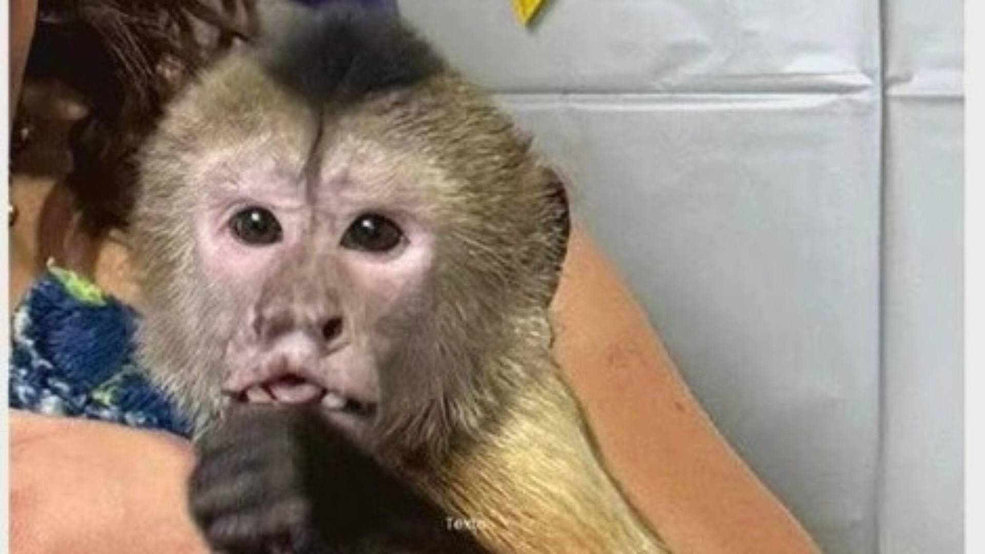 Buscan a Mono Capuchino “Chunky” Tras Escapar de Casa en Colonia Loma Linda