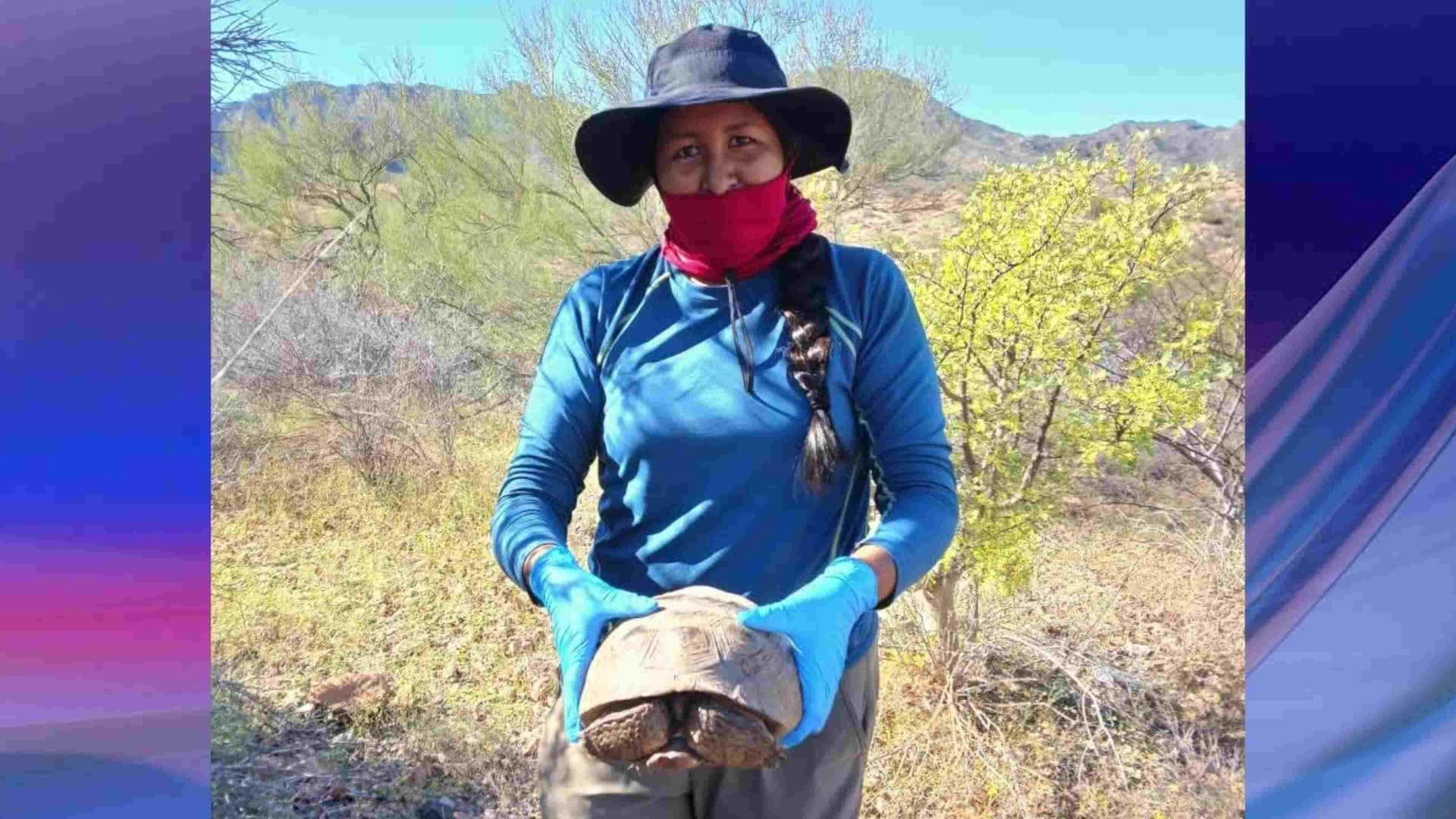 Observan Recuperación en Población de Tortugas en Isla del Tiburón, en Bahía de Kino