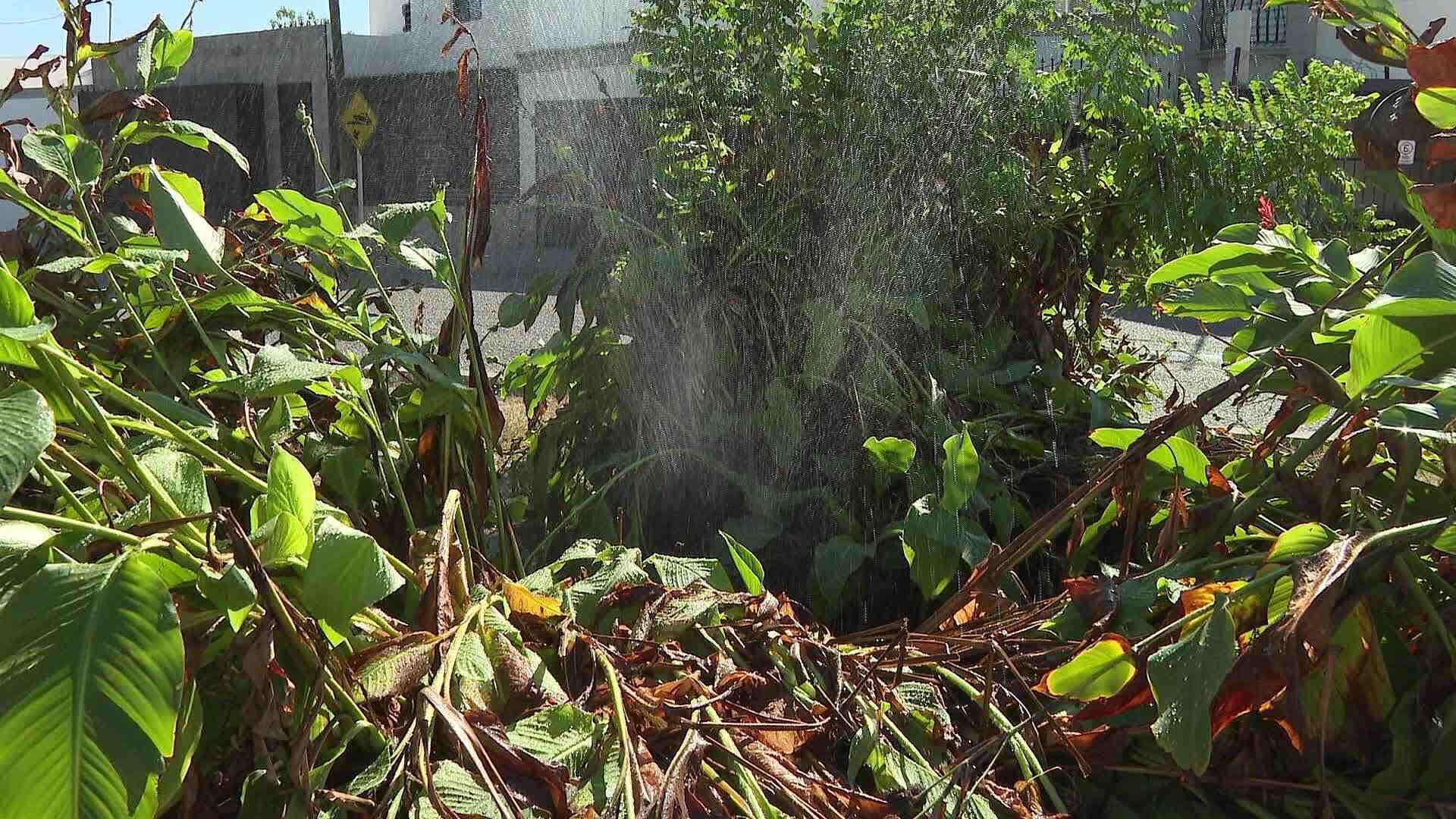 Reportan Fuga en Sistema de Riego de Camellón en Bulevar Las Torres
