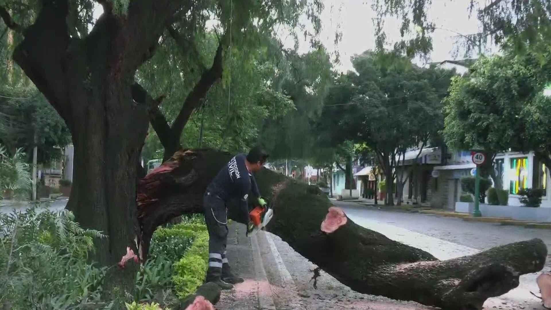 Atienden Árbol Caído en Miguel Ángel de Quevedo, CDMX