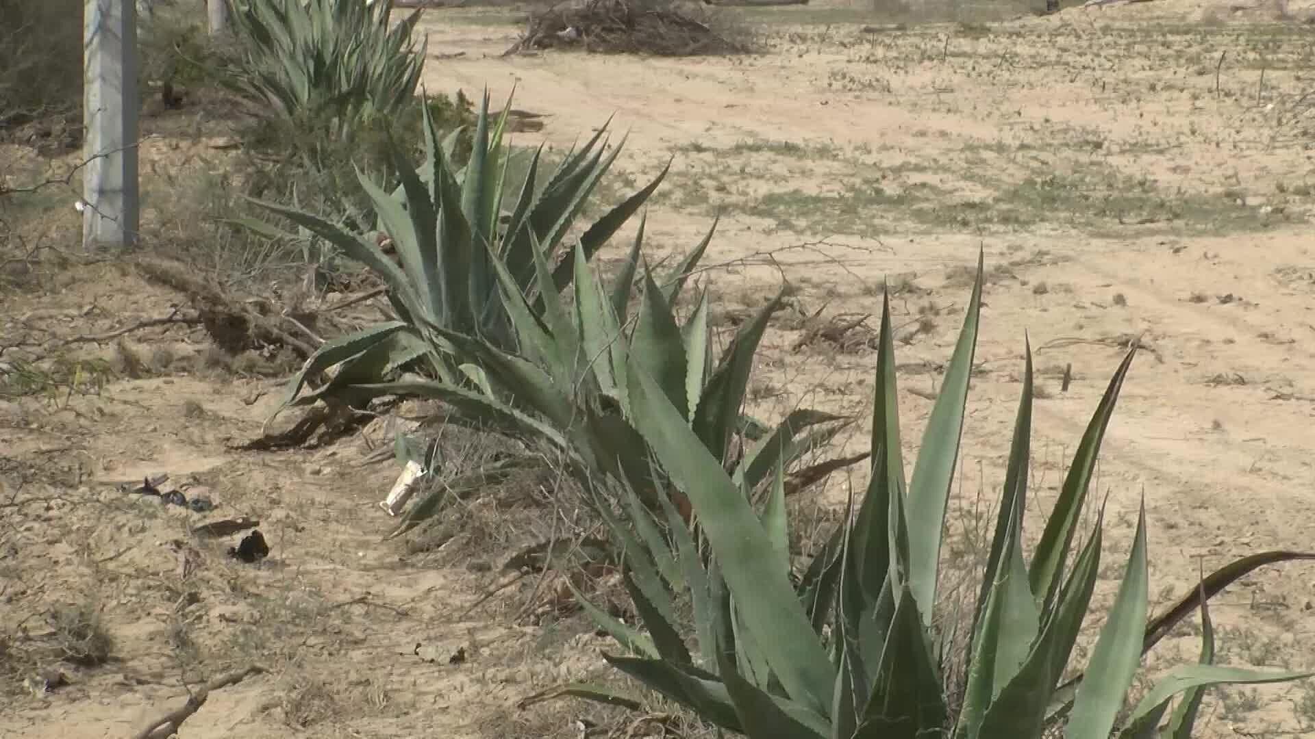 Lluvias Dejan Fuerte Impacto en Cultivos y Ganado en la Huasteca Potosina