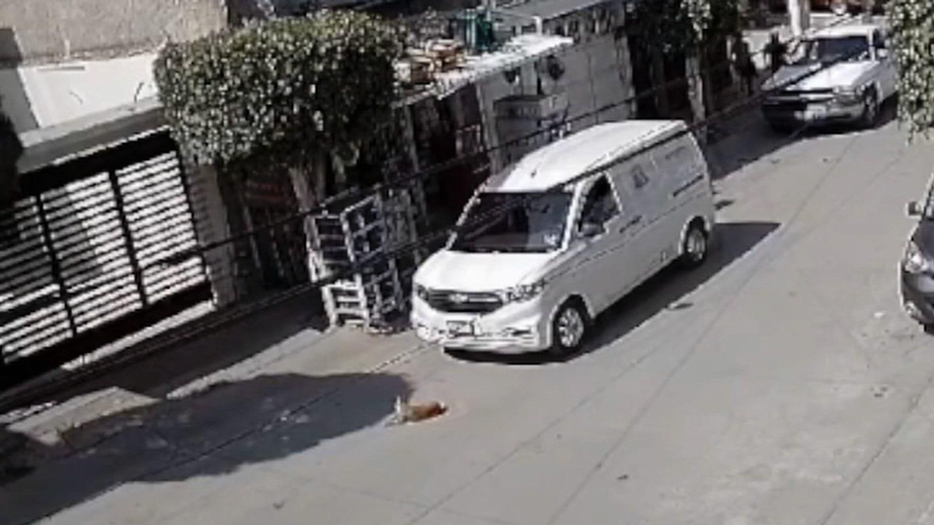 VIDEO Atropellan a Perrito Salchicha que Tomaba el Sol en la Colonia Paseos de la Cima