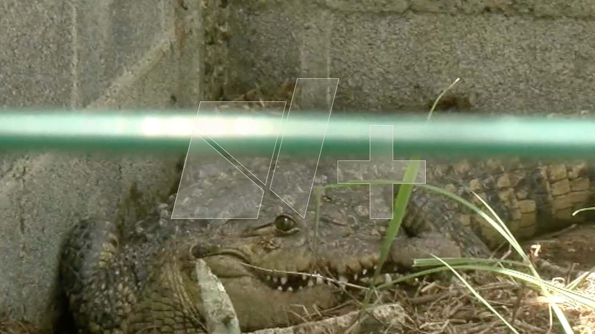 Crean Refugio para Animales en Playa de Matamoros