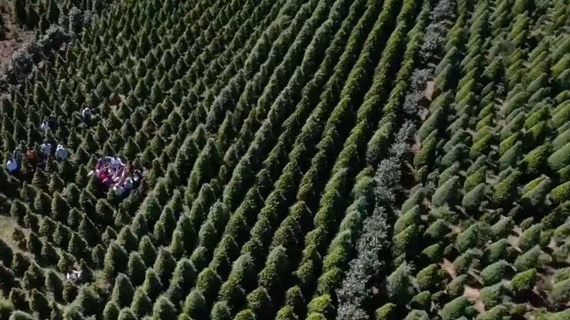 Arranca la Venta de Arbolitos Navideños en Atzacan, Veracruz