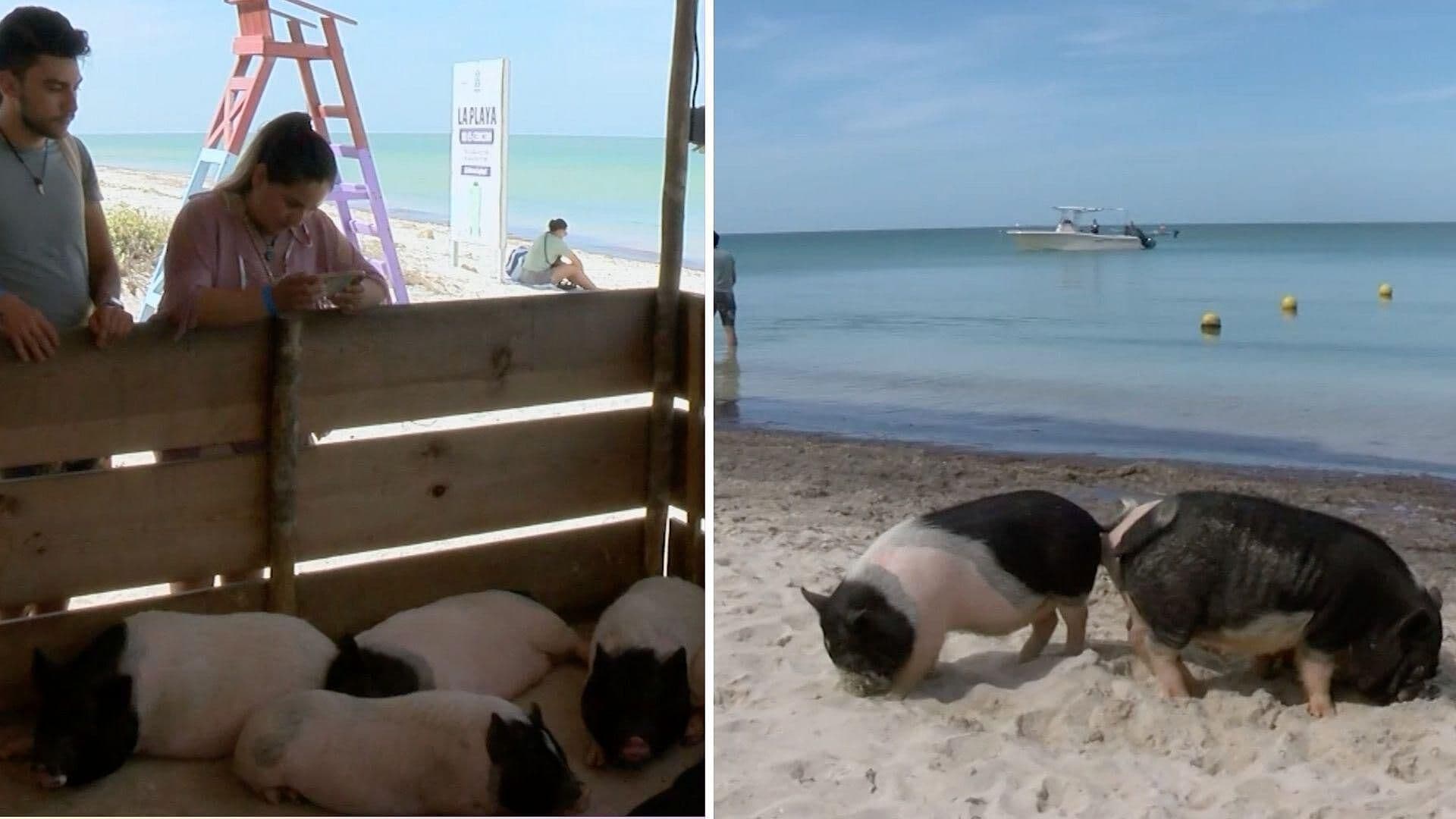 "Pig Beach" Reabrirá de Nuevo sus Puertas al Público