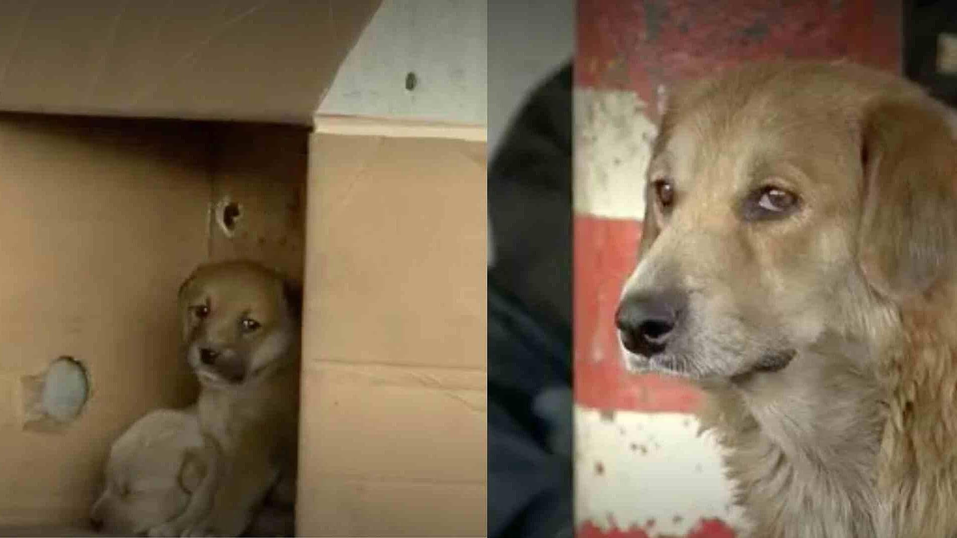 Rescatan a 5 Perros Durante Incendio en Central de Camiones de la Costa