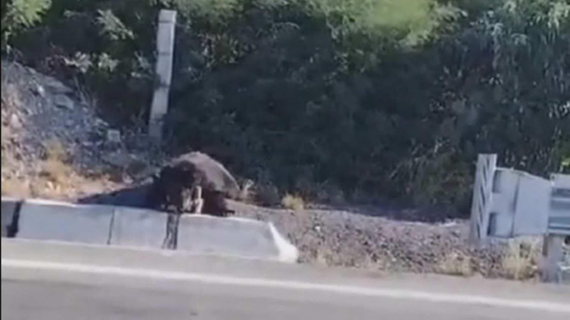 Atropellan y Matan a Osa en Sabinas Hidalgo