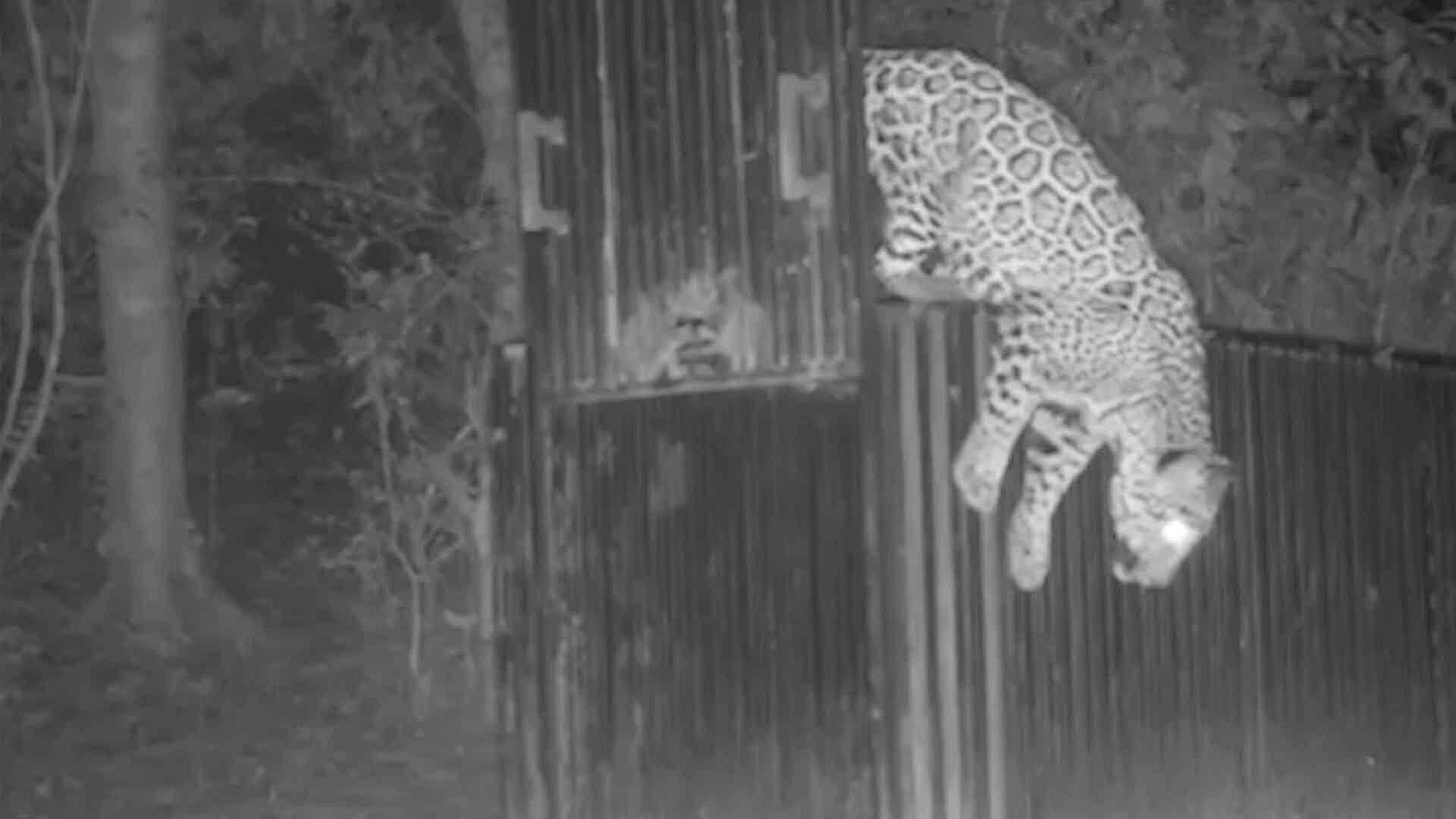 Detectan y Capturan Jaguar en Municipio de Llera, Tamaulipas
