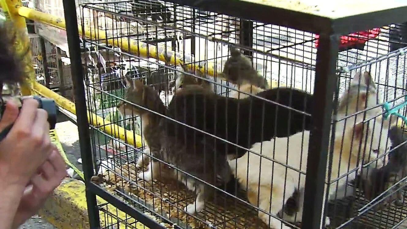 Admiten Amparo para Detener Venta de Animales en el Mercado Sonora