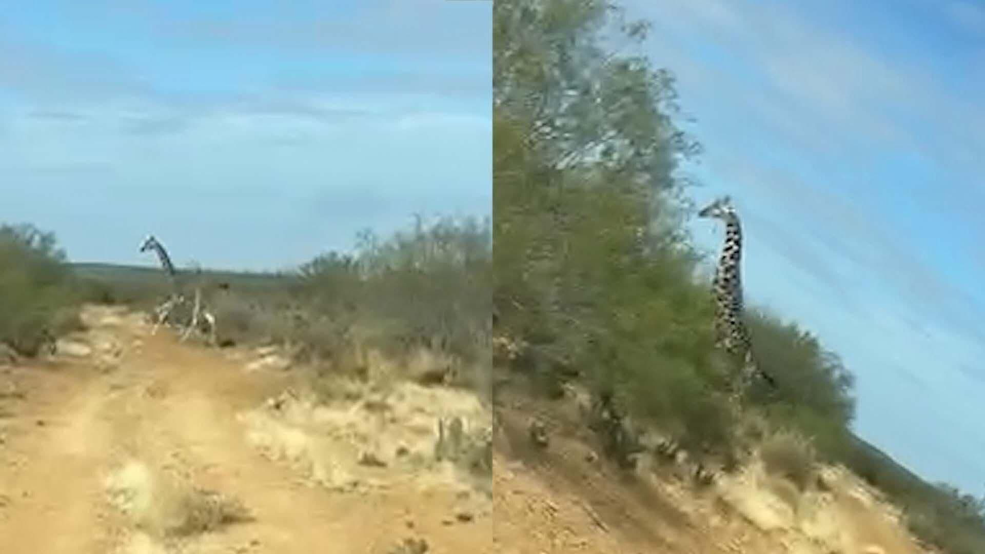 Video: Jirafas Corriendo por Sabinas Sorprende a Coahuilenses