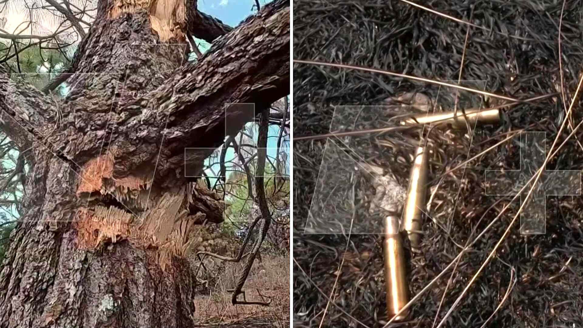 Caída de "El Mencho": Así Quedó Cerro tras Balacera, con Árboles Derribados y Casquillos Calibre 50