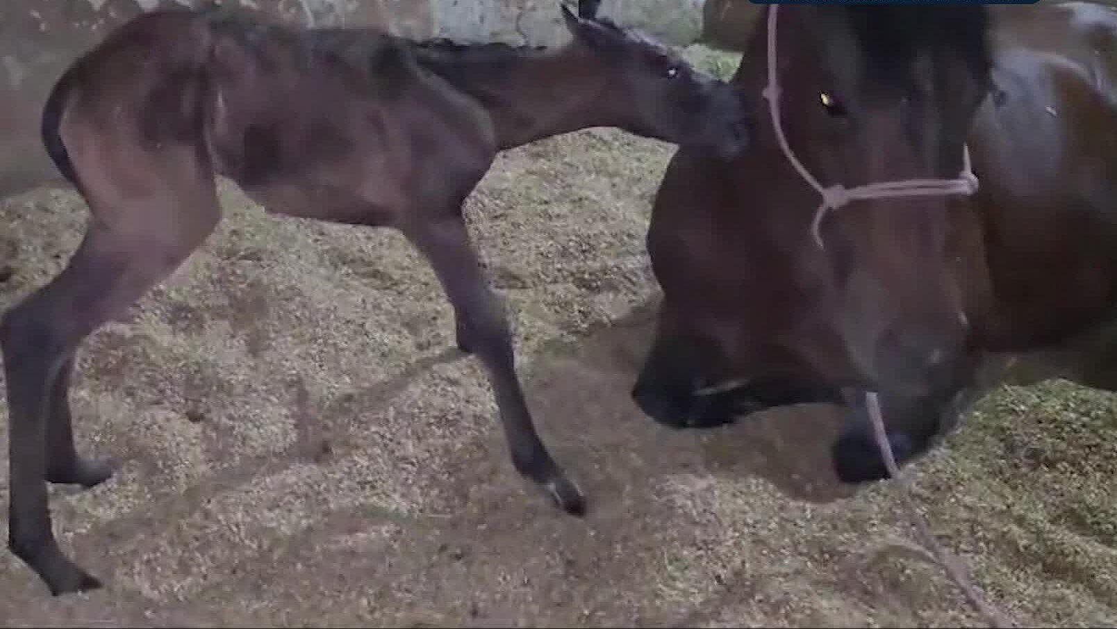 Nace Caballo Raza Azteca; Formará Parte del Grupo de Guardabosques de la Policía de Guadalajara