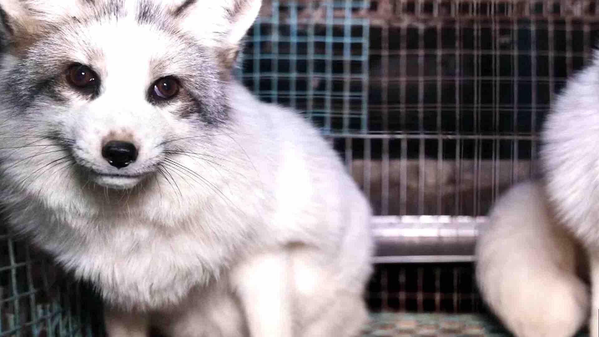 Activistas Filman Condiciones Crueles de Zorros en Granja de Pieles en Finlandia