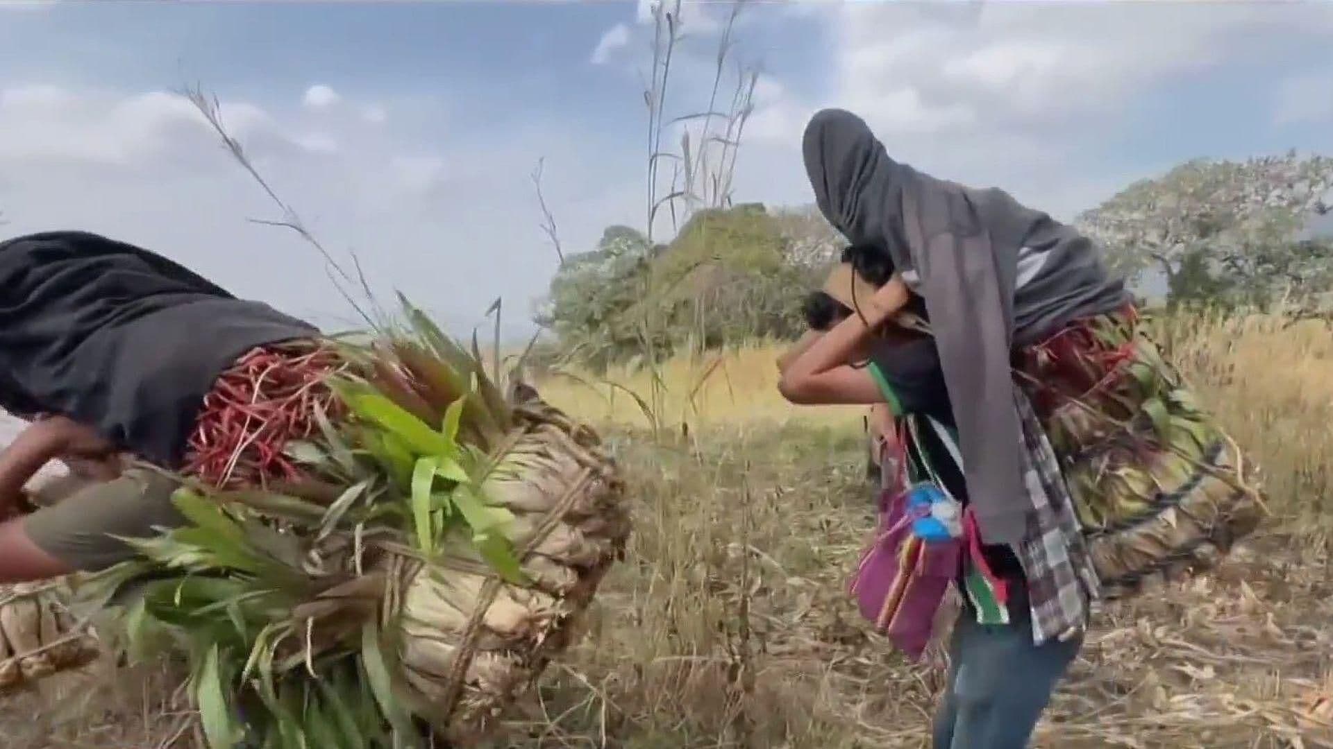 Chiapa de Corzo Celebra al Niño Florero