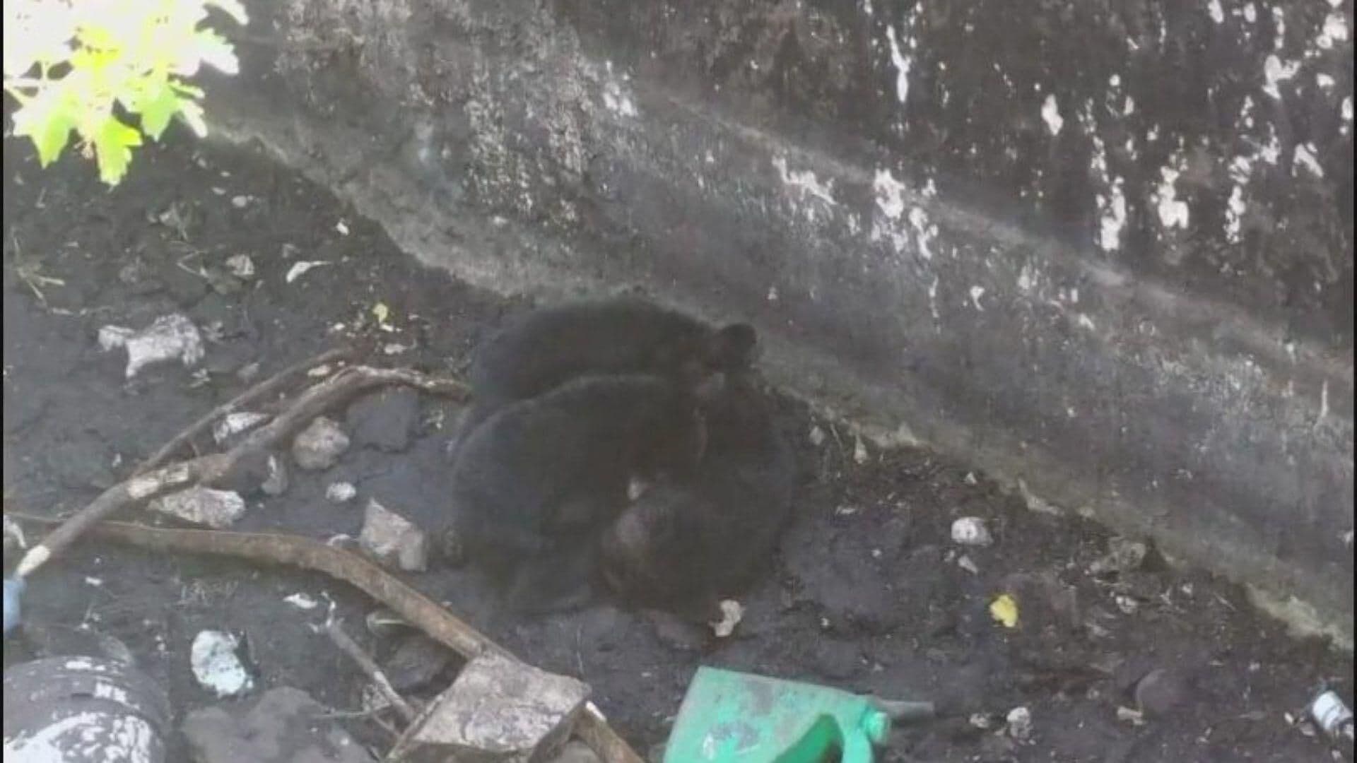 Rescatan Osos Atrapados en Pozo en Iturbide, Nuevo León