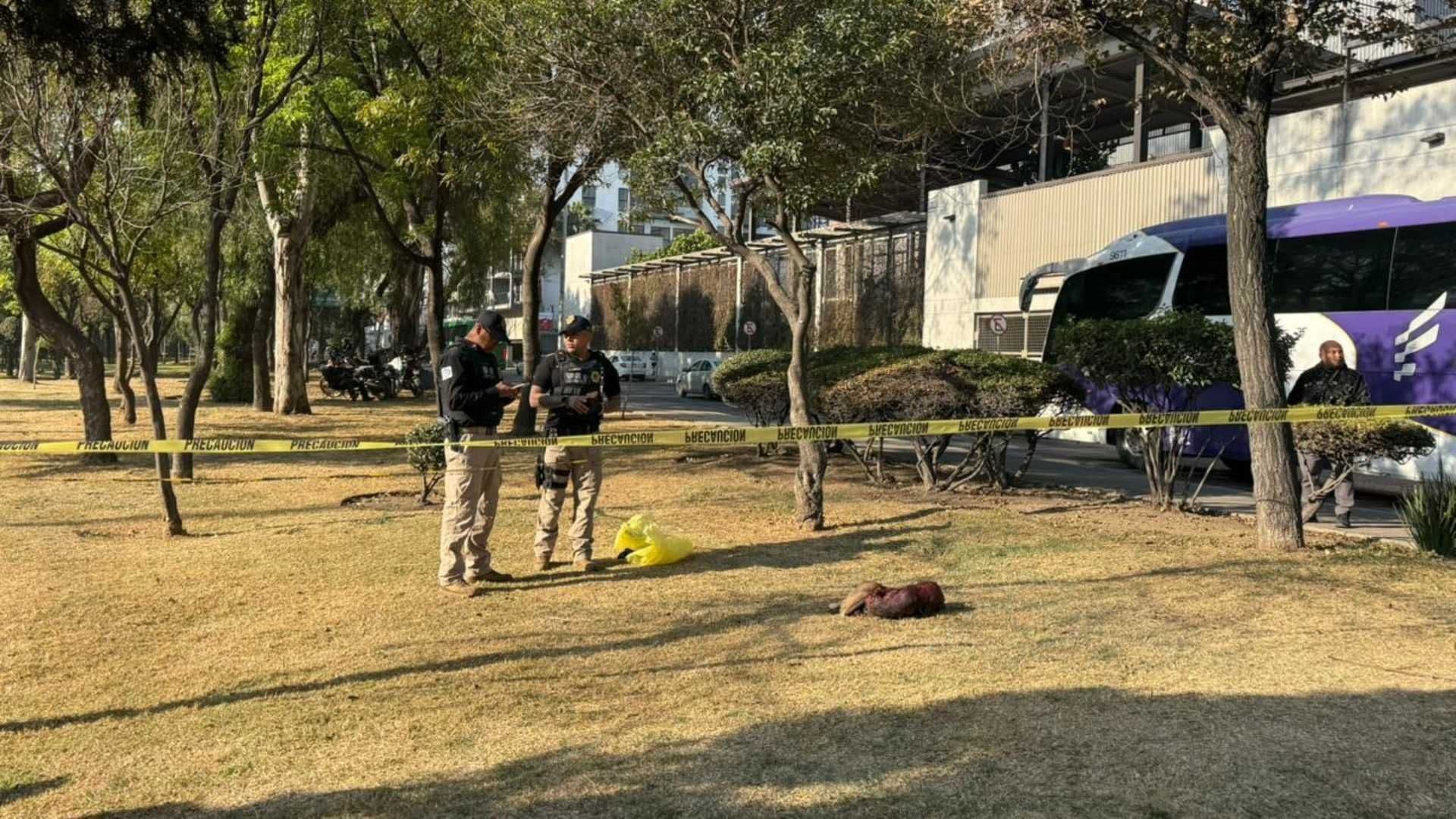 Sujeto Mata a Perros en Insurgentes Norte: Les Quita la Piel para Comérselos y lo Detienen