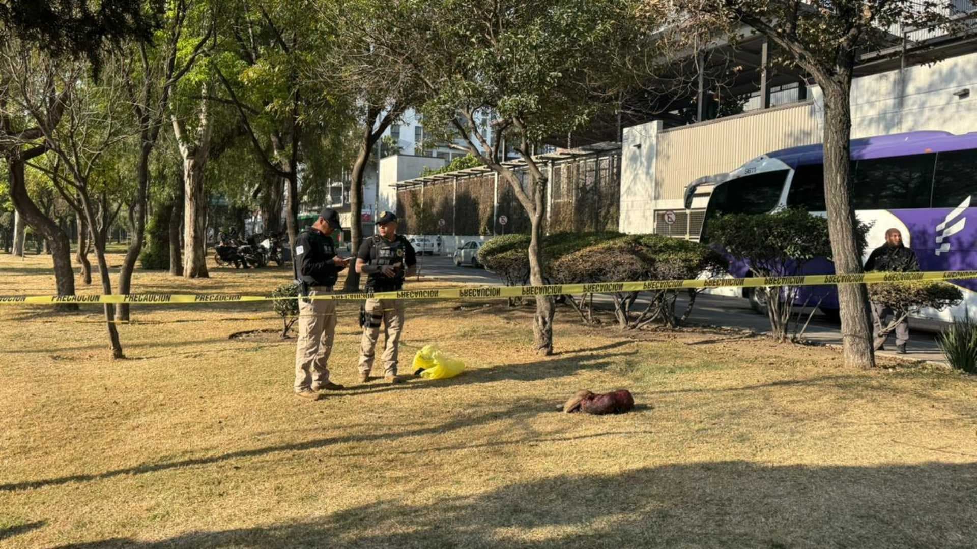 Sujeto Mata a Perros en Insurgentes Norte: Les Quita la Piel para Comérselos y lo Detienen