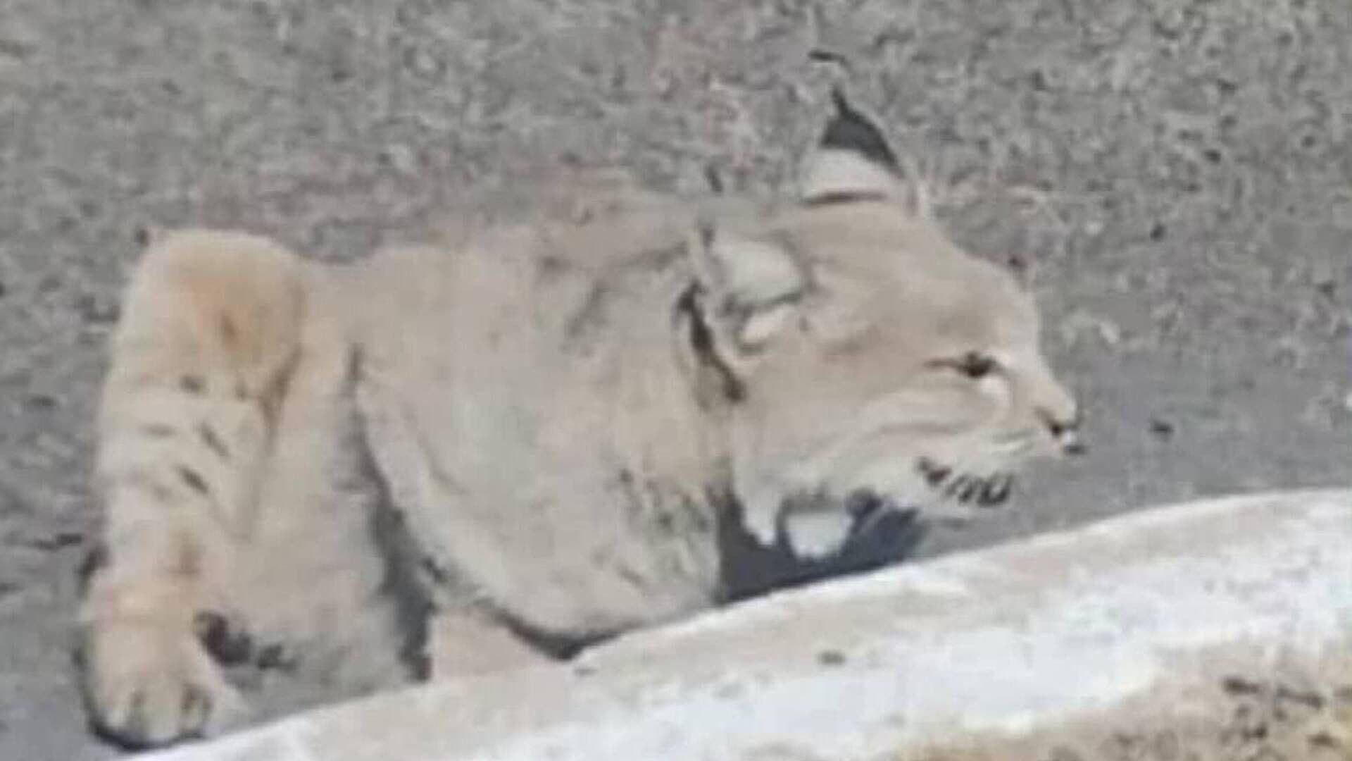Rescatan a Lince en Colonia Altares al Sur de Hermosillo