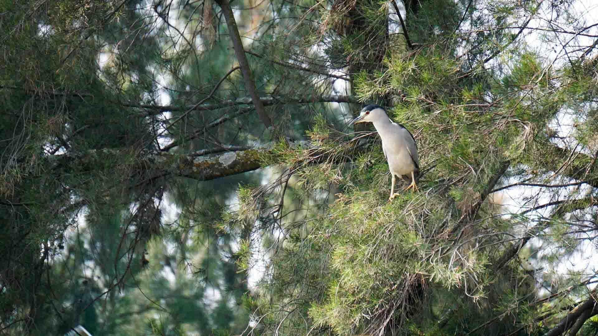 Reportan Fuerte Incendio en Inmediaciones del Parque Ecológico de Cuemanco