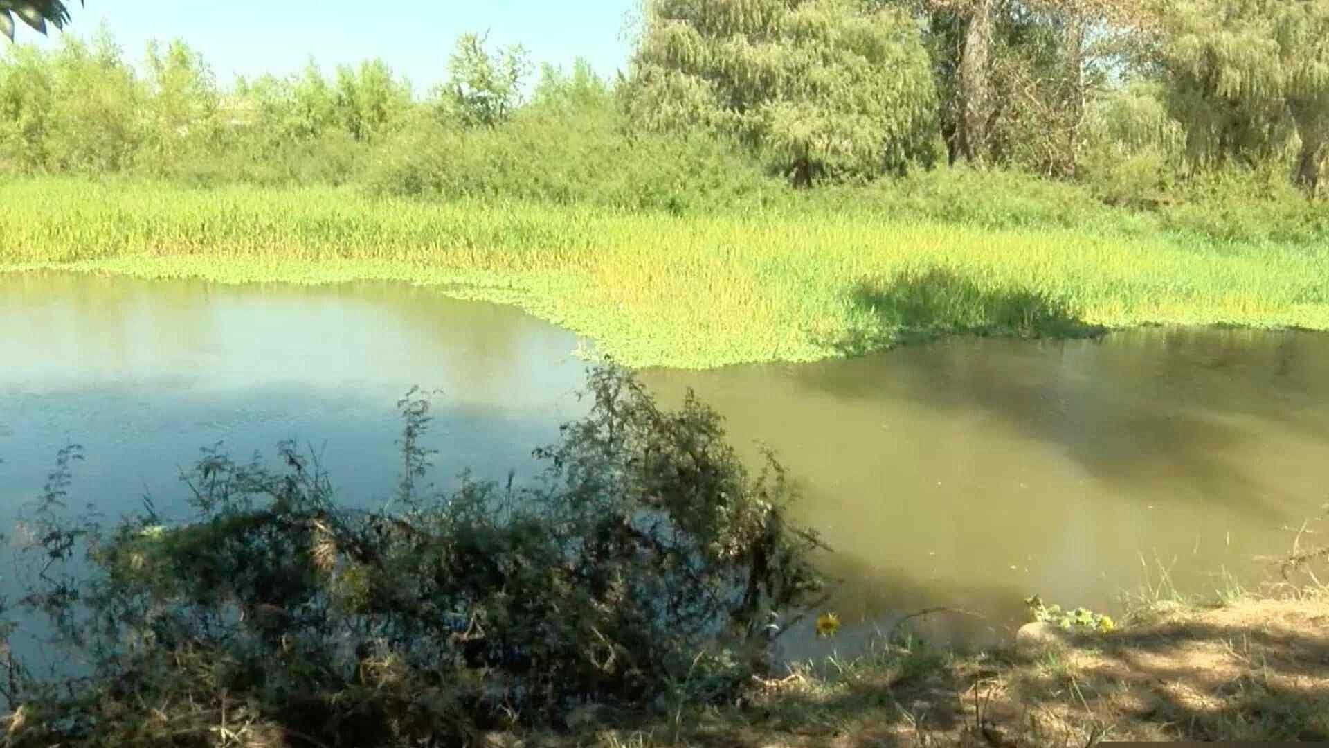 Reporte de Cocodrilo en Río Culiacán y Río Maya en Sinaloa