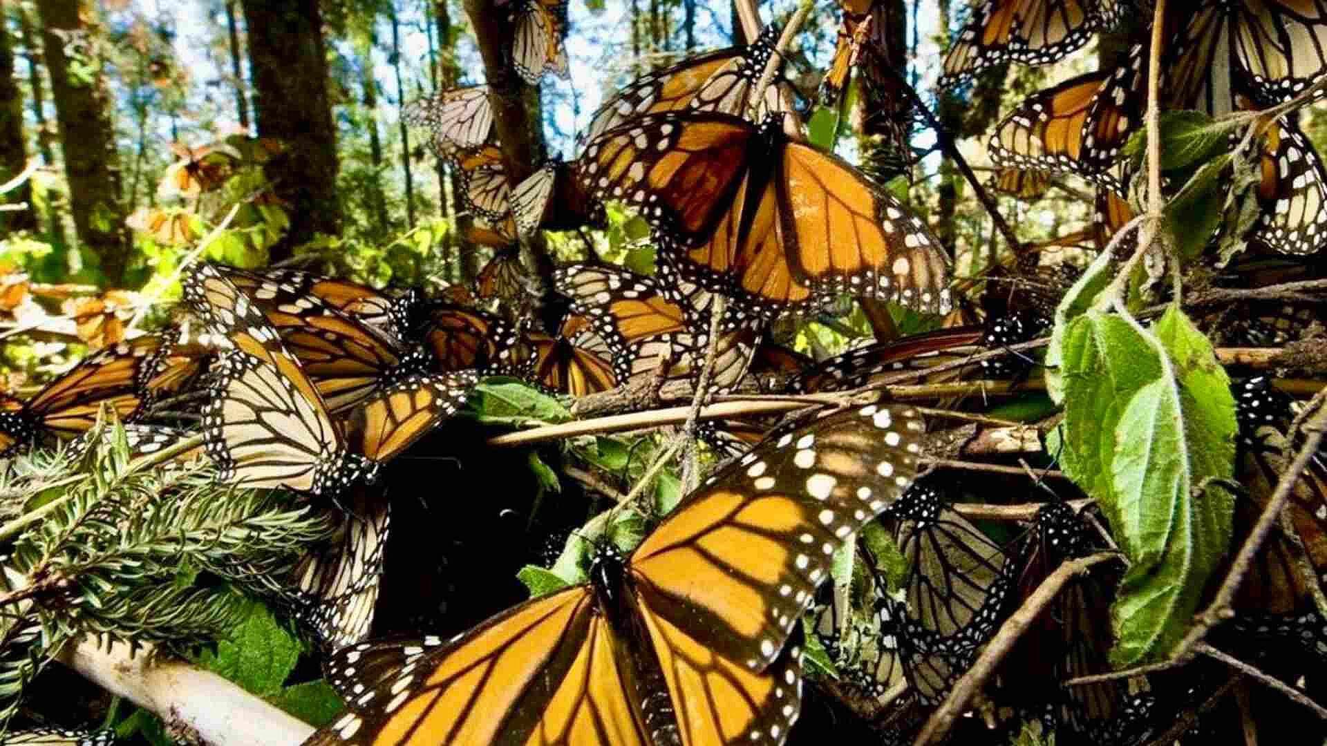 Mariposas Monarca "Desaparecen" en Temascaltepec, Edomex; "Llegan y Se Van"