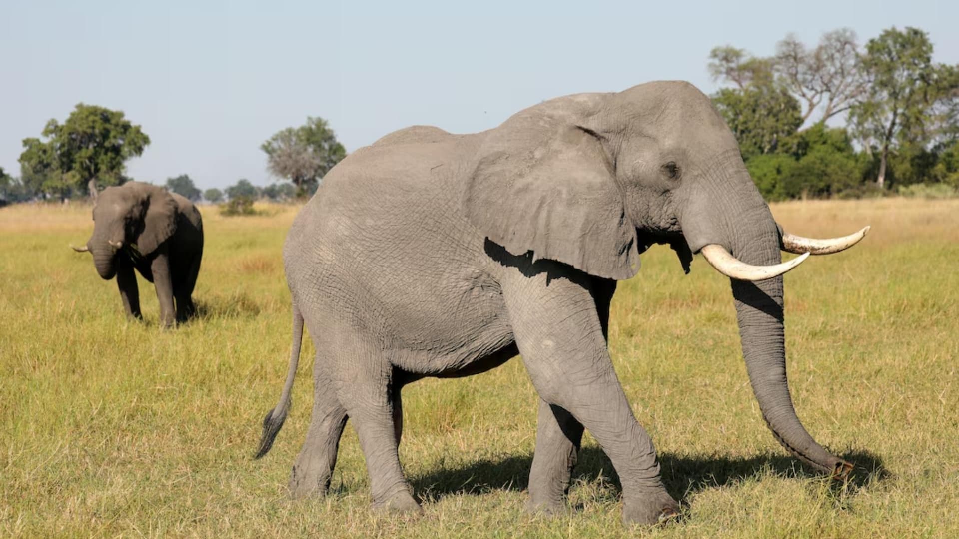 Elefante en Celo Mata a Turista que Hacia Ejercicio en un Campamento: Esto se Sabe
