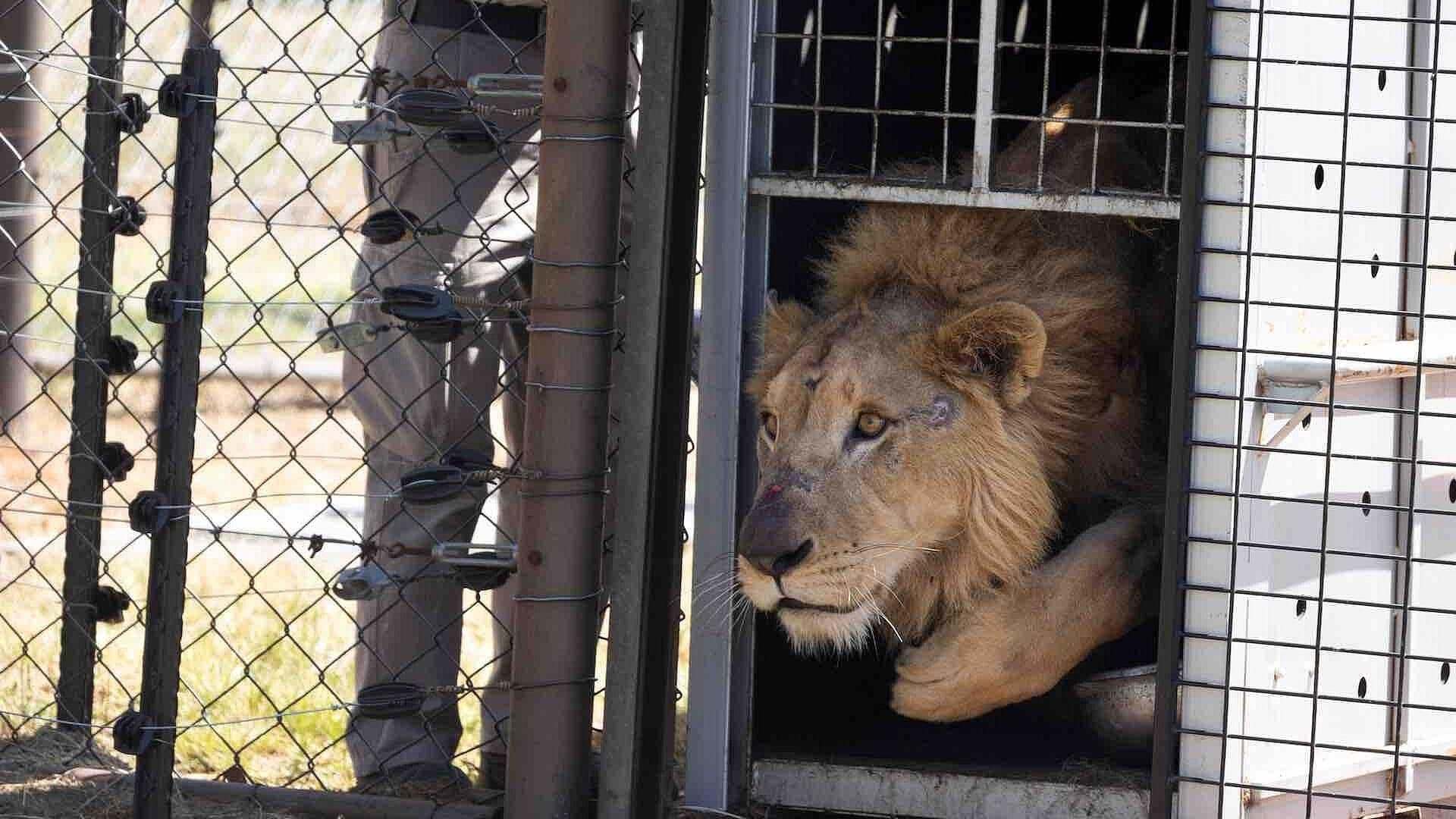 Rescatan Once Leones de Sudán y los Liberan en Santuario de Sudáfrica