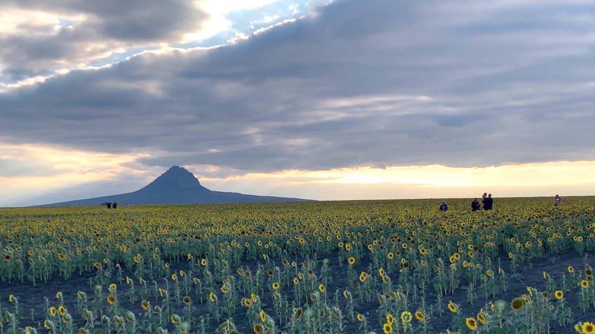 Campo de Girasoles en González: Atractivo de Tamaulipas