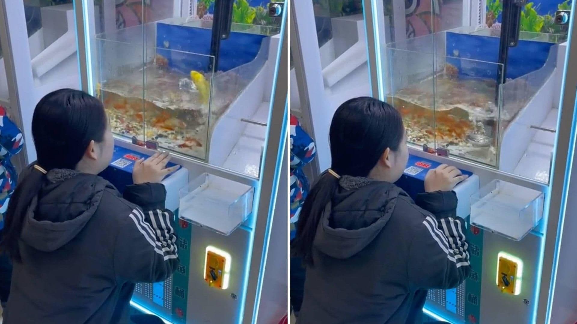 Máquina de Garra en Malasia da Peces Como Premios y Causa Controversia
