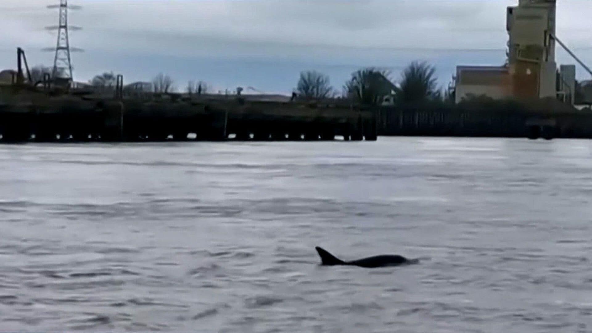 Captan Avistamiento de Familia de Delfines en Pleno Río Támesis
