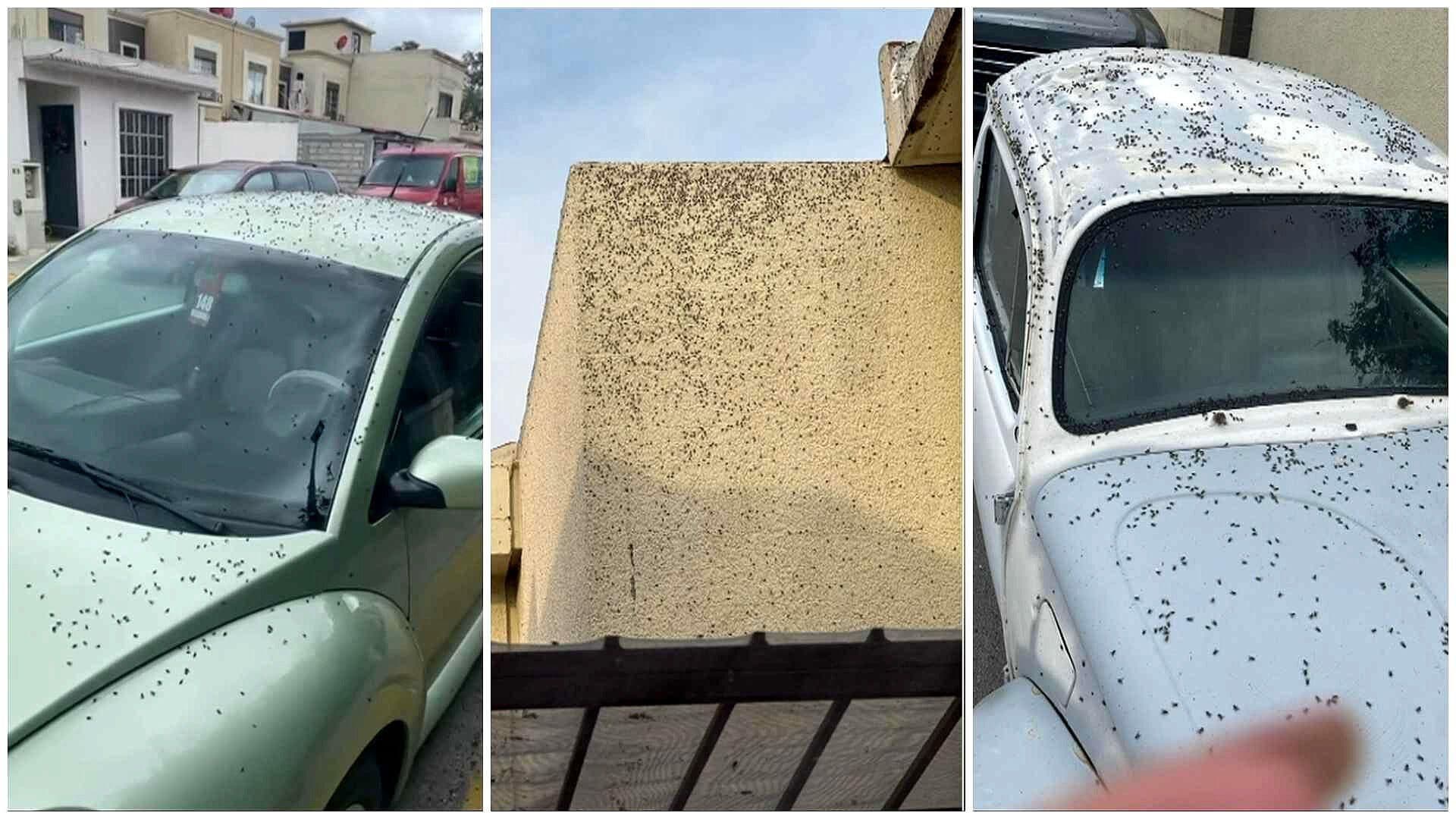 VIDEO: Reportan Plaga de Moscas en Tizayuca, Hidalgo; Activan Plan de Contingencia