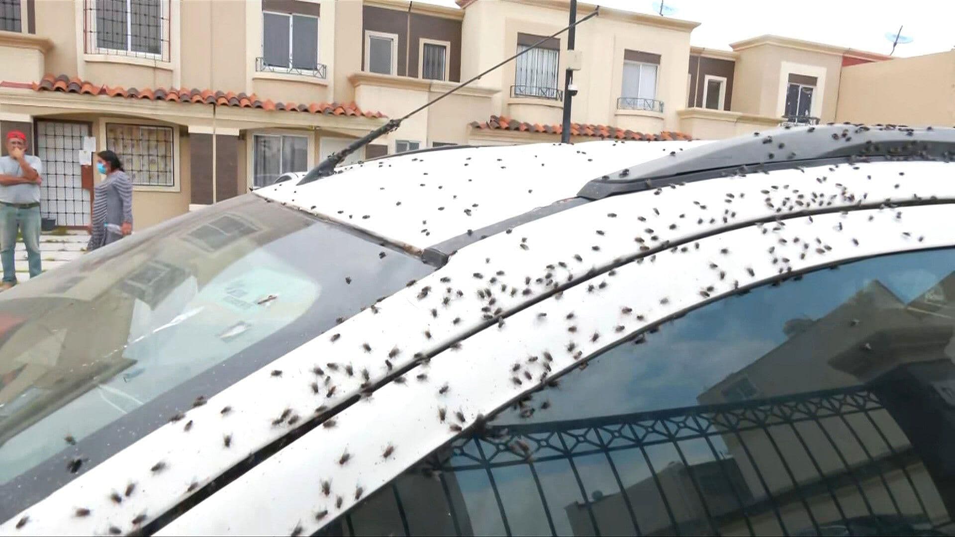 VIDEO: Así es la Plaga de Moscas con la que Lidian Vecinos de Tizayuca en Hidalgo