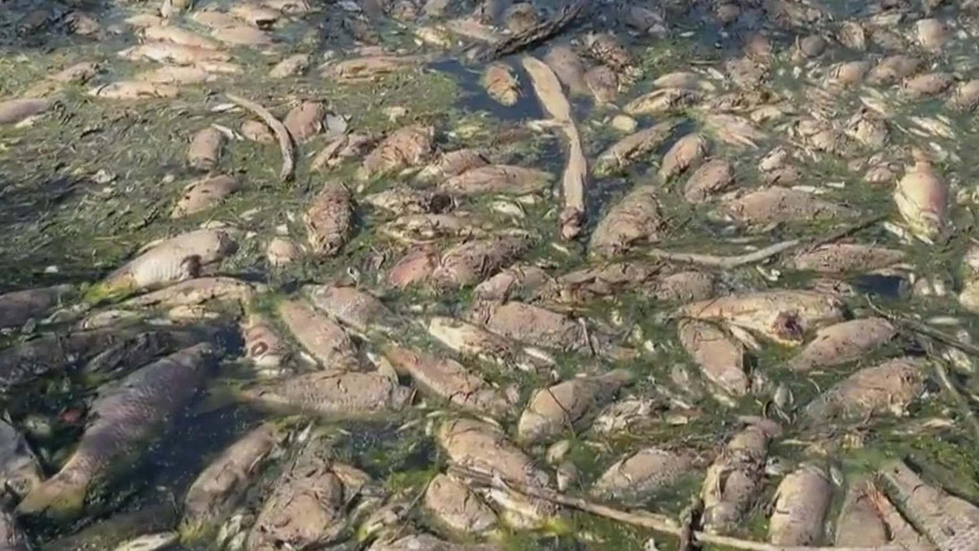 Mueren Cientos de Peces en el Río Lagos en San Gaspar, Jalisco