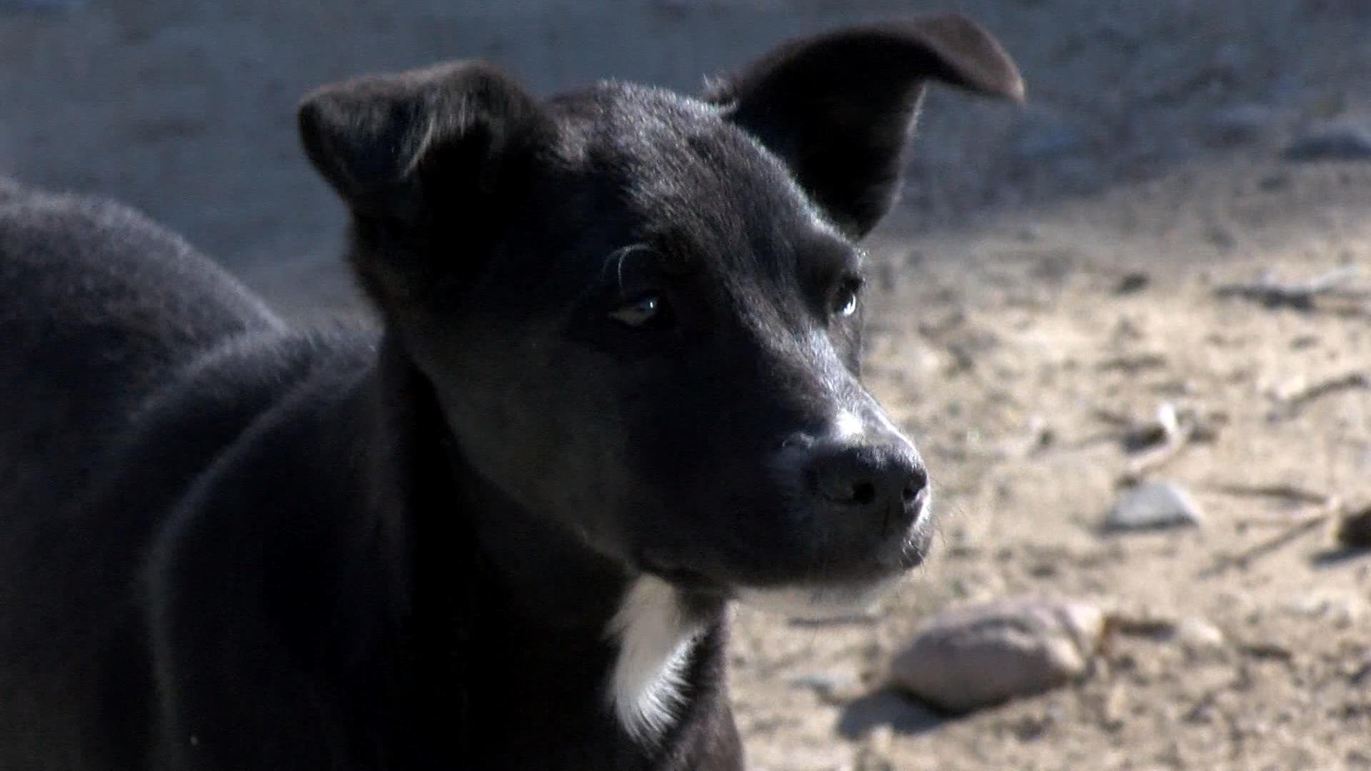 Vecinos Alertan por Perros Agresivos que Deambulan en Jauría en Colonia Libertad, Tijuana