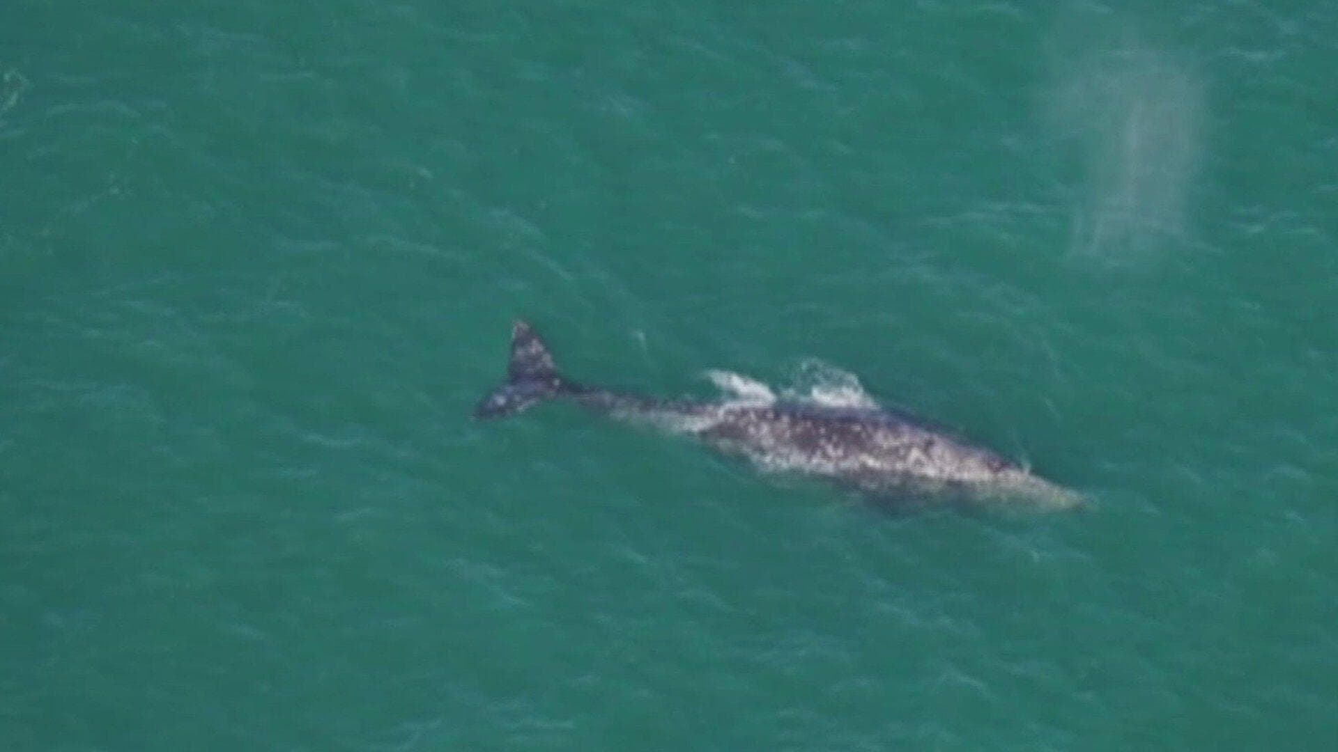 Video: Avistan Ballena Gris Cerca de la Isla Nantucket, Massachusetts