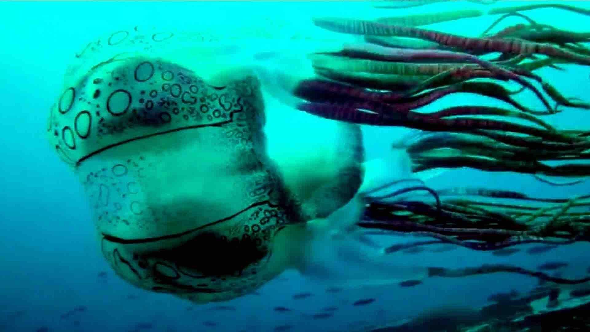 Encuentran Rara Medusa Gigante en Aguas de Papúa Nueva Guinea
