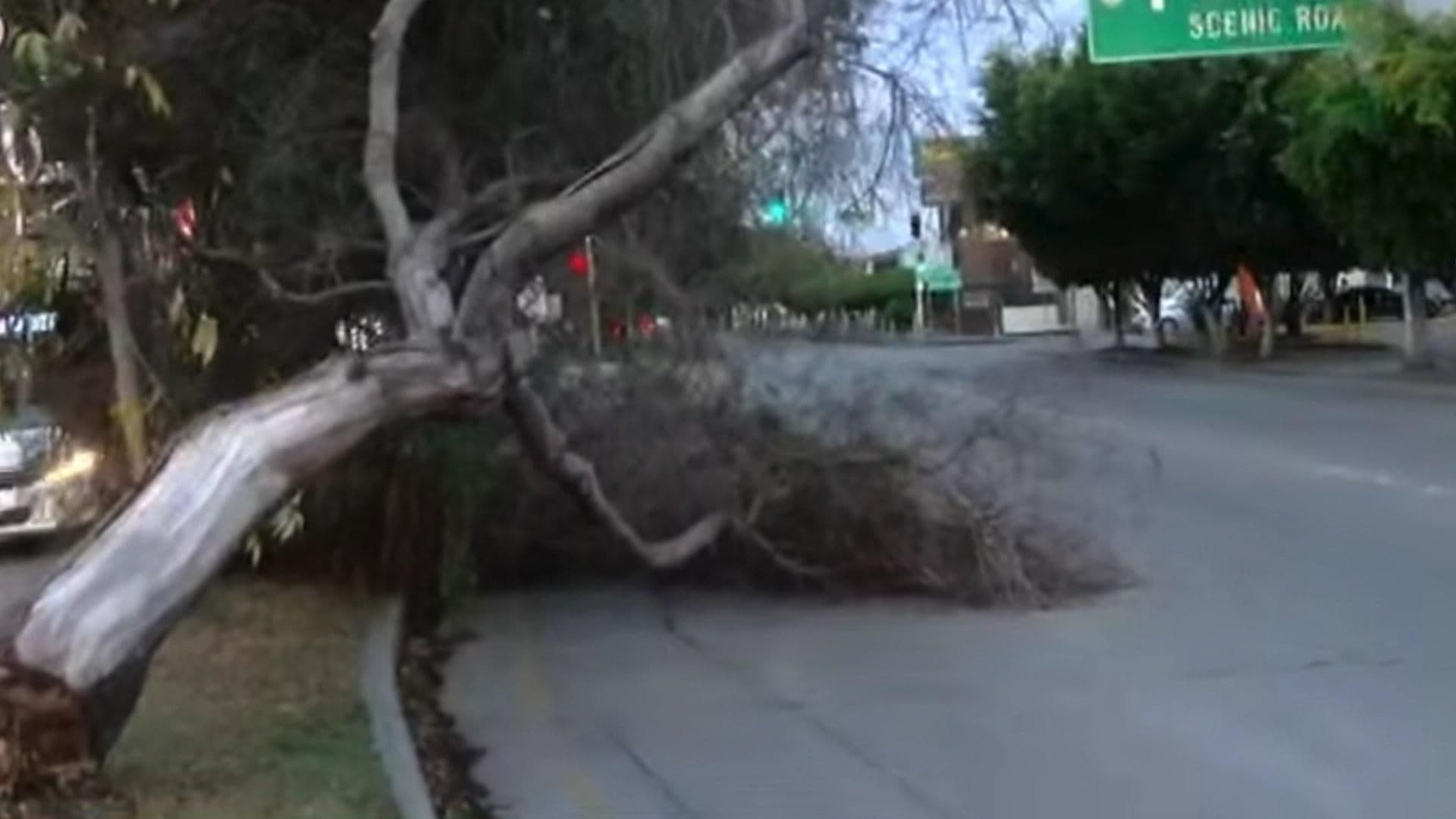Árbol Caído tras Fuertes Vientos Obstruye Vialidad en Zona Río de Tijuana