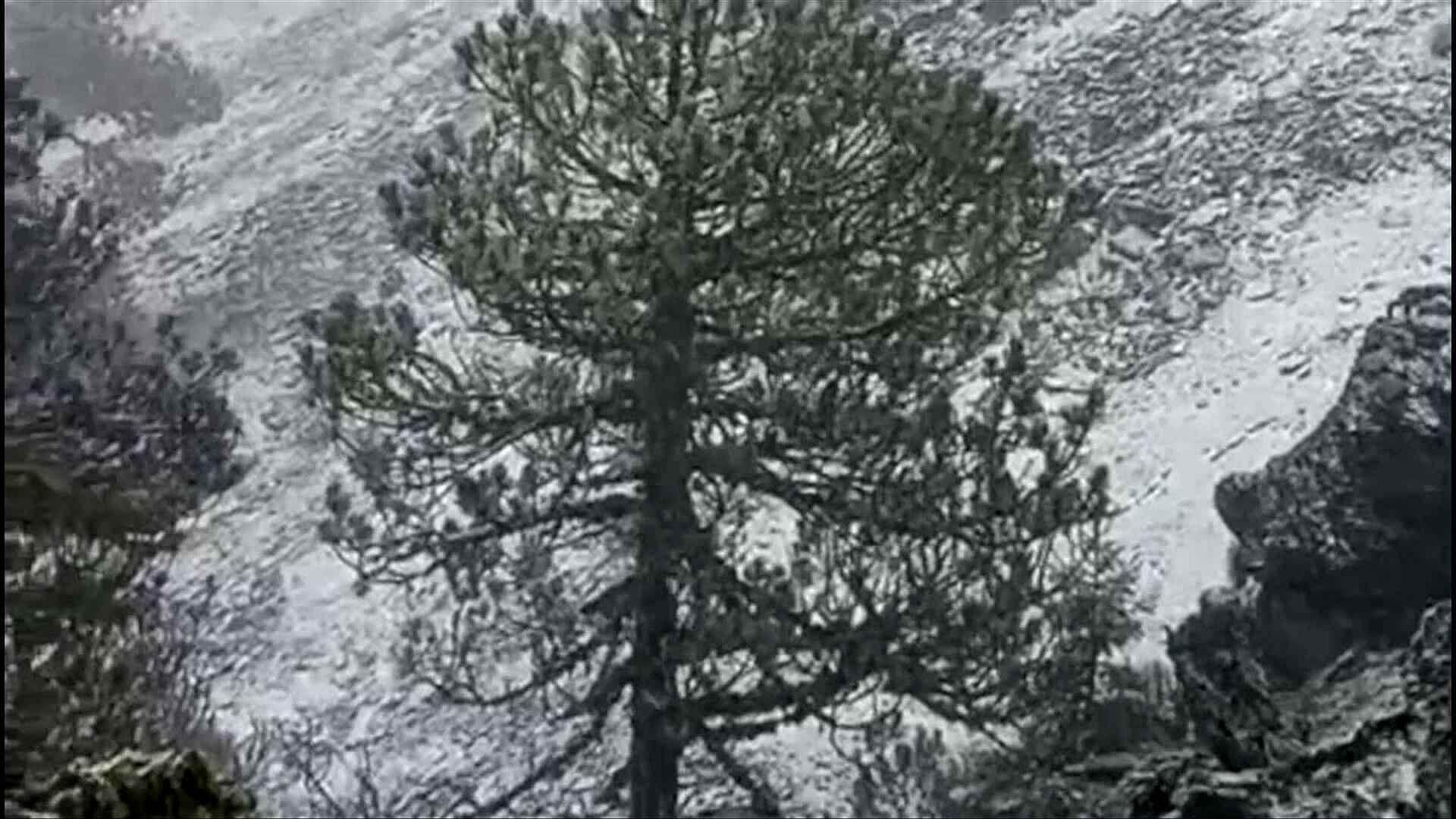 Primera Nevada de la Temporada Pinta de Blanco el Cofre de Perote y el Pico de Orizaba
