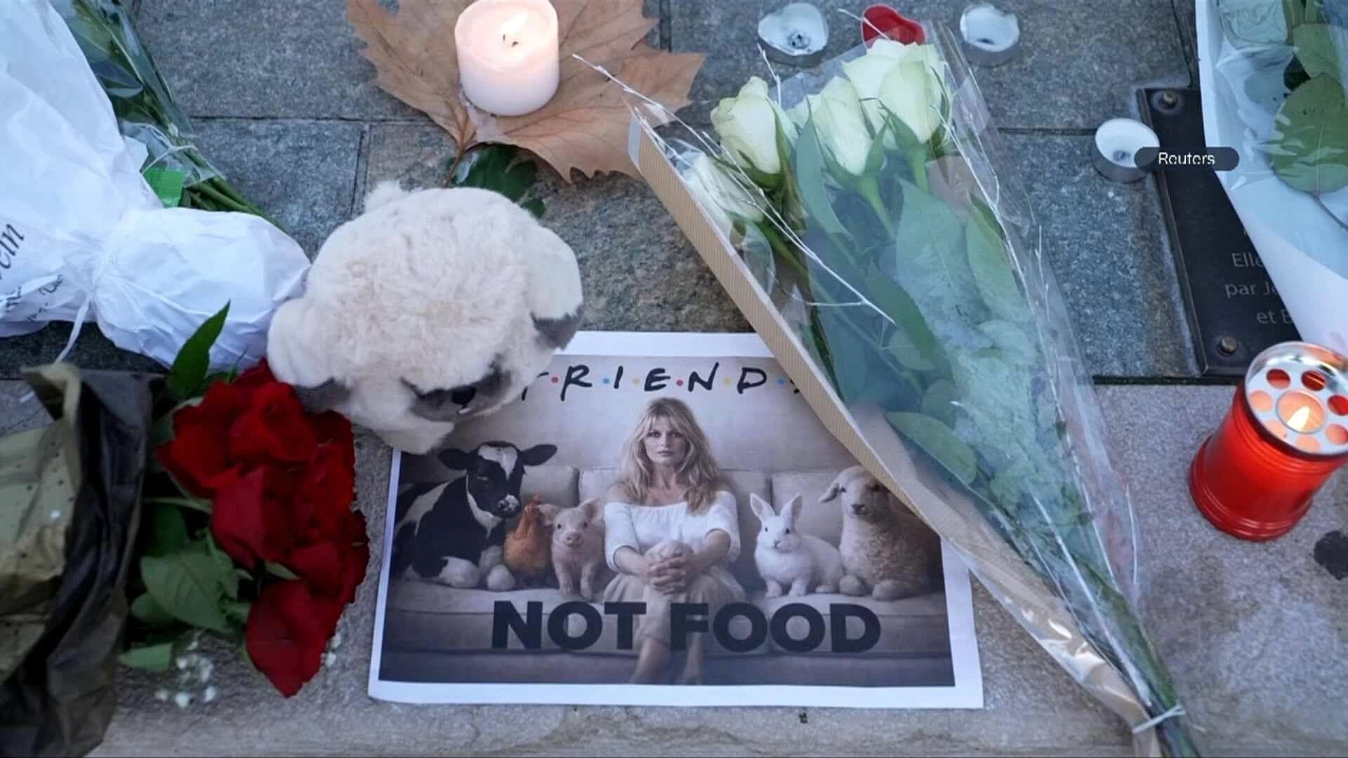 Muere Brigitte Bardot, el Ícono del Cine Francés y del Activismo Animal