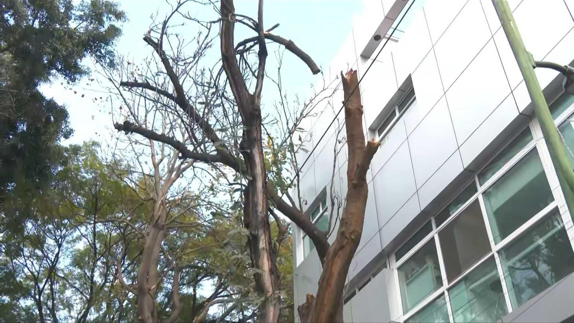"¿Están Esperando a Que Mate a Alguien?" Vecinos de Col. San Rafael Urgen Retiro de Árbol Dañado