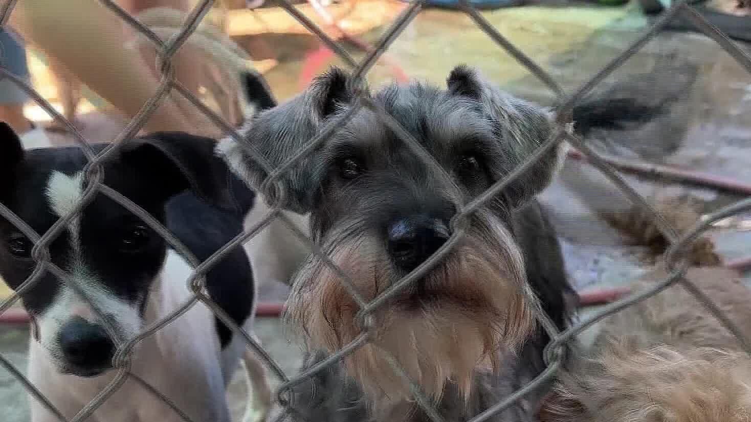 Estos son los Sitios Clausurados por Maltrato Animal en la Zona Metropolitana de Guadalajara