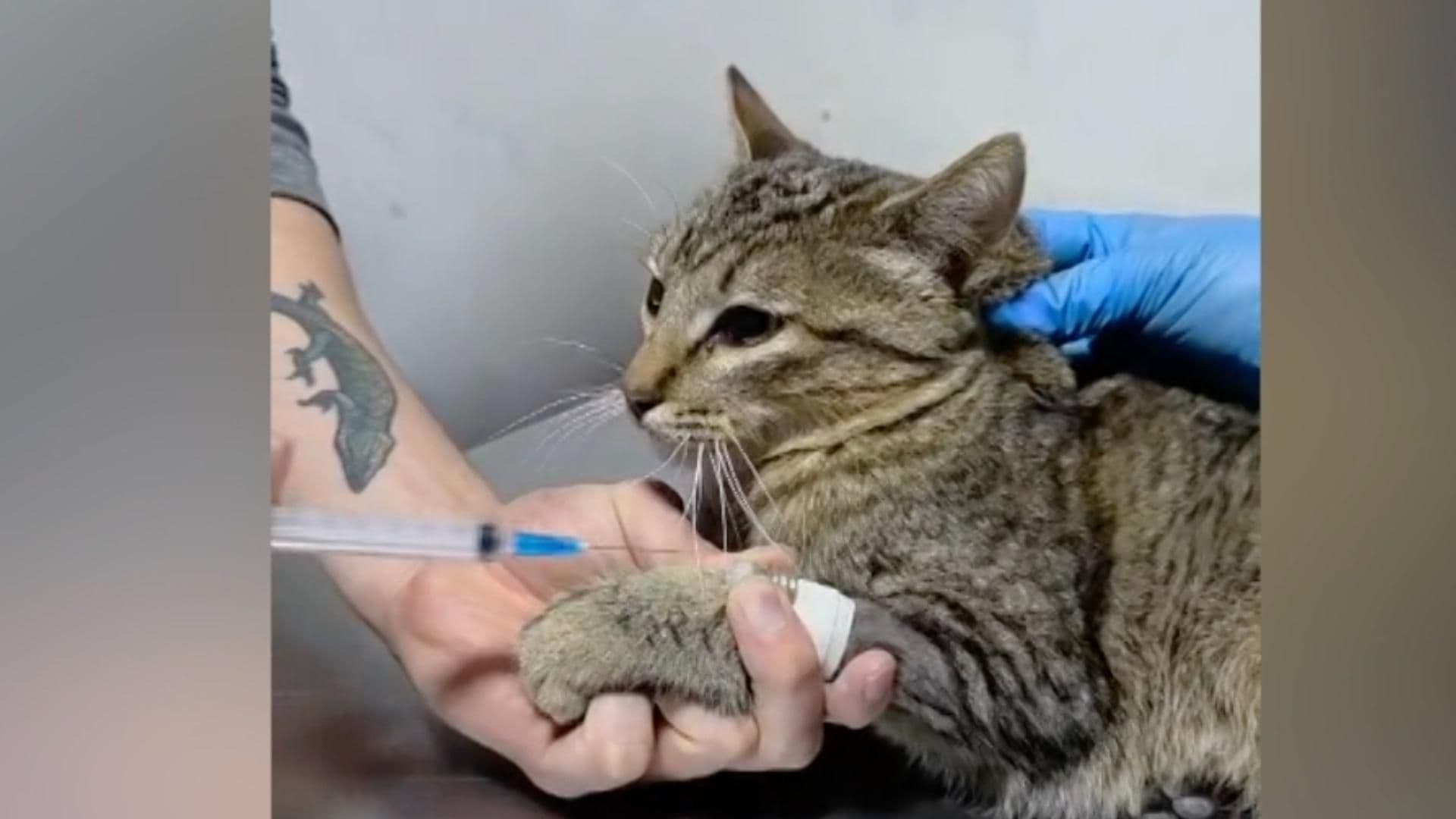 Denuncian Envenenamiento de Gatos en Colonia de Guadalupe, Zacatecas; Han Muerto Cuatro